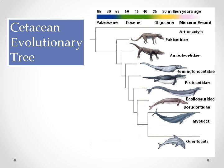 Cetacean Evolutionary Tree 