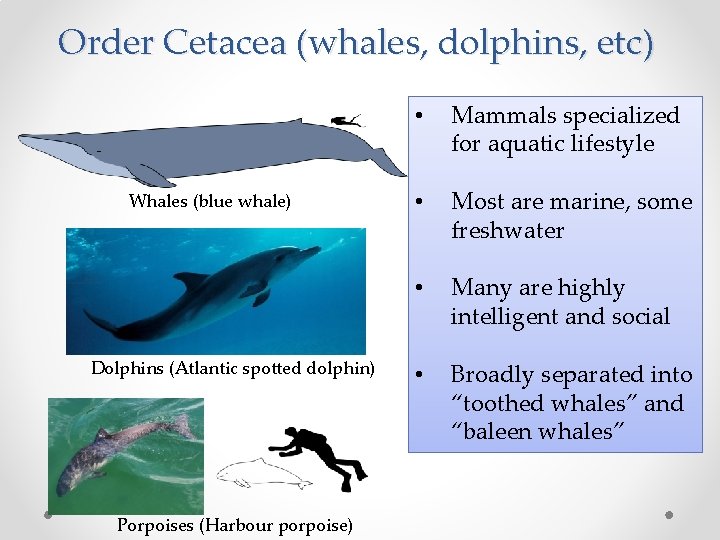 Order Cetacea (whales, dolphins, etc) Whales (blue whale) Dolphins (Atlantic spotted dolphin) Porpoises (Harbour