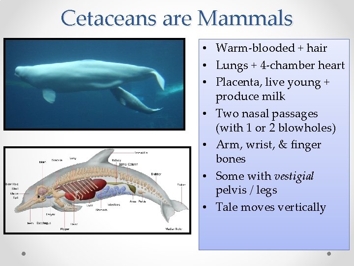 Cetaceans are Mammals • Warm-blooded + hair • Lungs + 4 -chamber heart •
