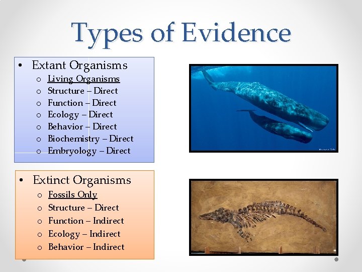 Types of Evidence • Extant Organisms o o o o Living Organisms Structure –