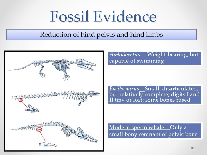 Fossil Evidence Reduction of hind pelvis and hind limbs Ambulocetus – Weight-bearing, but capable