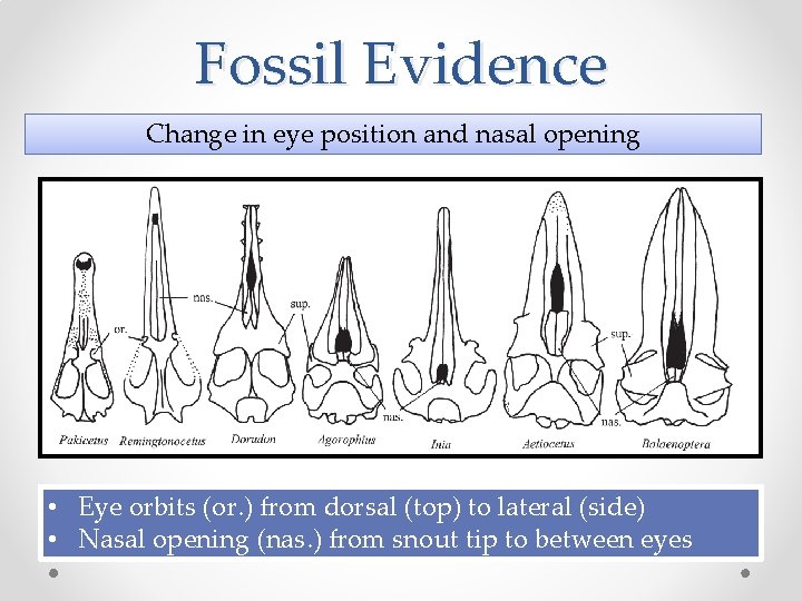 Fossil Evidence Change in eye position and nasal opening • Eye orbits (or. )