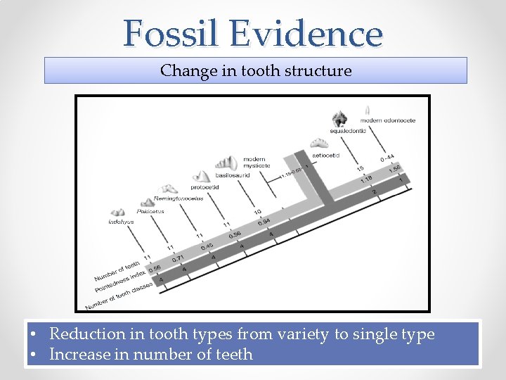 Fossil Evidence Change in tooth structure • Reduction in tooth types from variety to