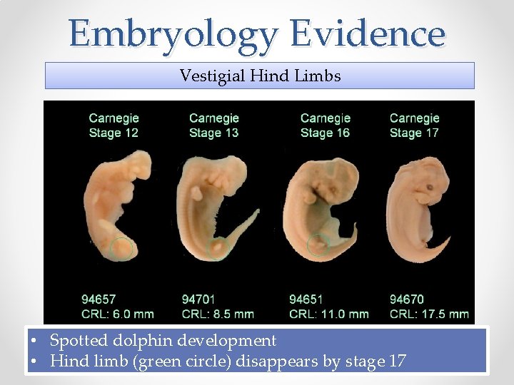 Embryology Evidence Vestigial Hind Limbs • Spotted dolphin development • Hind limb (green circle)