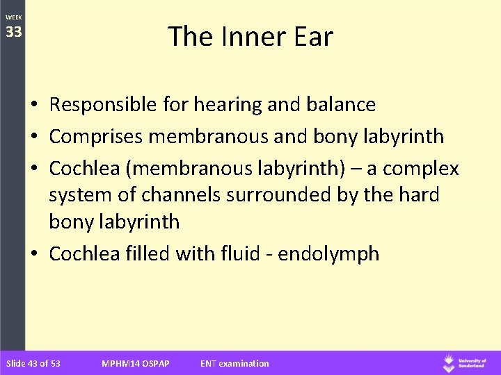 WEEK The Inner Ear 33 • Responsible for hearing and balance • Comprises membranous