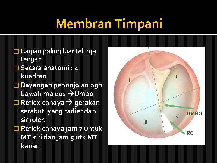 Membran Timpani � Bagian paling luar telinga tengah � Secara anatomi : 4 kuadran