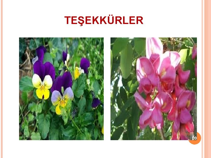 TEŞEKKÜRLER 20 TEŞEKKÜRLER 20