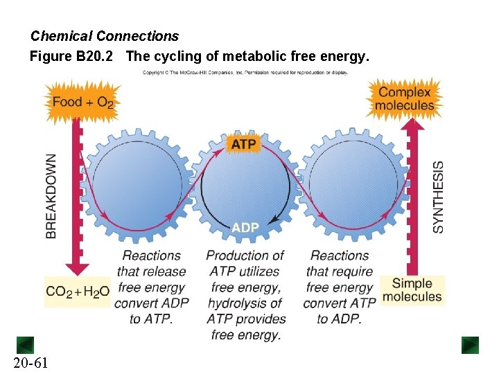 Chemical Connections Figure B 20. 2 The cycling of metabolic free energy. 20 -61