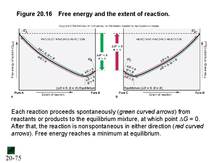 Figure 20. 16 Free energy and the extent of reaction. Each reaction proceeds spontaneously