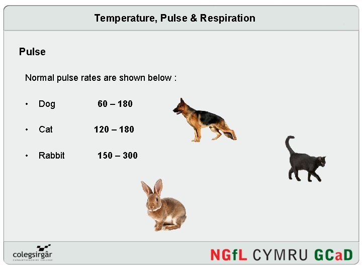 Temperature, Pulse & Respiration Pulse Normal pulse rates are shown below : • Dog