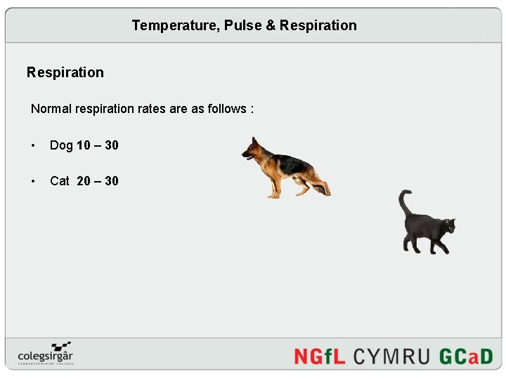Temperature, Pulse & Respiration Normal respiration rates are as follows : • Dog 10