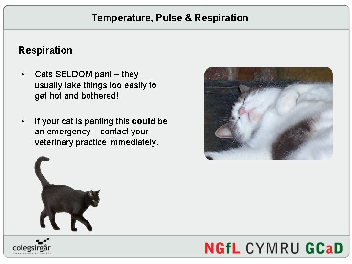 Temperature, Pulse & Respiration • Cats SELDOM pant – they usually take things too