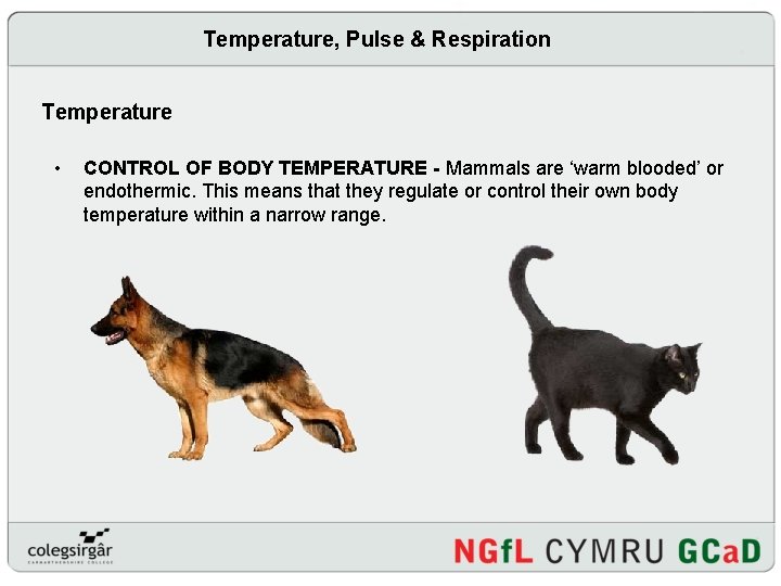 Temperature, Pulse & Respiration Temperature • CONTROL OF BODY TEMPERATURE - Mammals are ‘warm