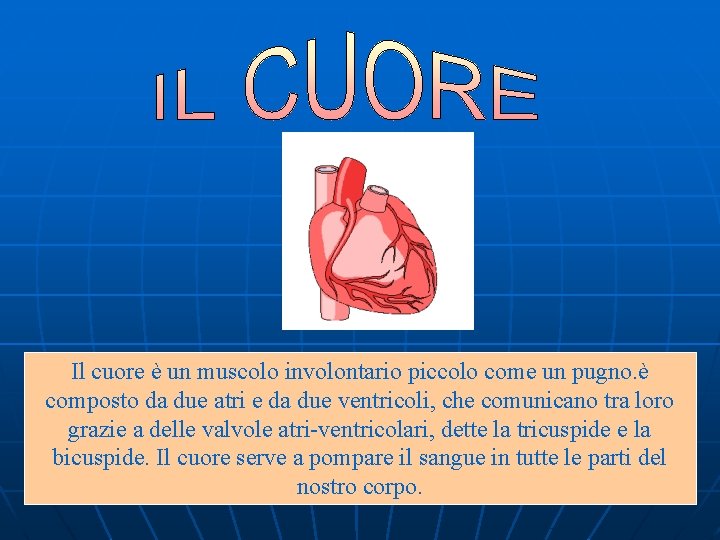 Il cuore è un muscolo involontario piccolo come un pugno. è composto da due