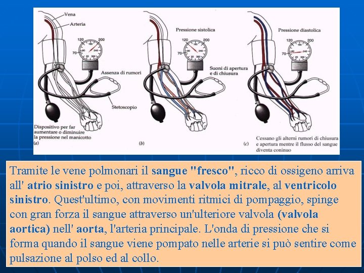 Tramite le vene polmonari il sangue "fresco", ricco di ossigeno arriva all' atrio sinistro