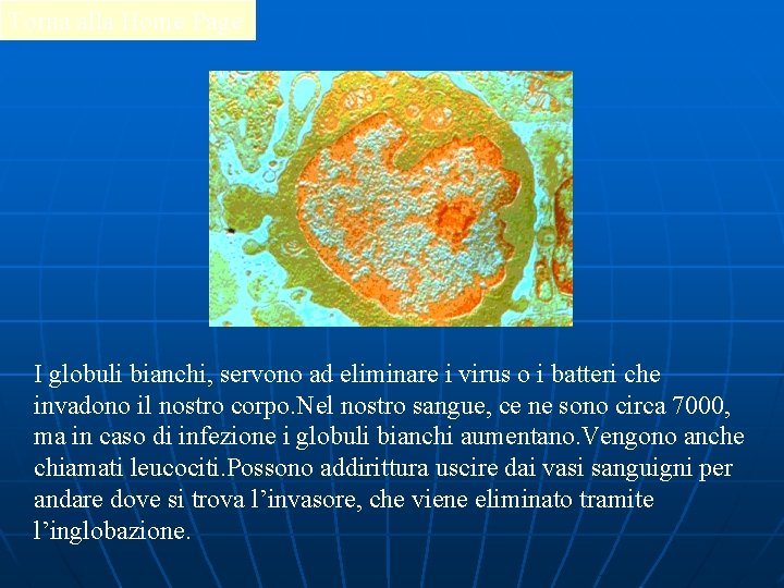 Torna alla Home Page I globuli bianchi, servono ad eliminare i virus o i