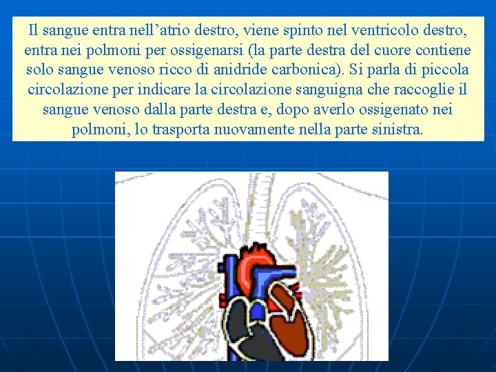 Il sangue entra nell’atrio destro, viene spinto nel ventricolo destro, entra nei polmoni per