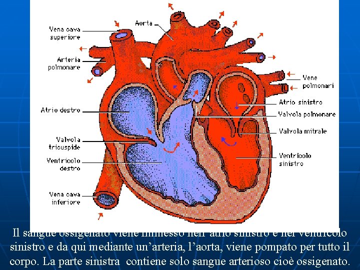 Il sangue ossigenato viene immesso nell’atrio sinistro e nel ventricolo sinistro e da qui