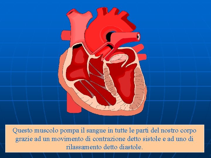 Questo muscolo pompa il sangue in tutte le parti del nostro corpo grazie ad