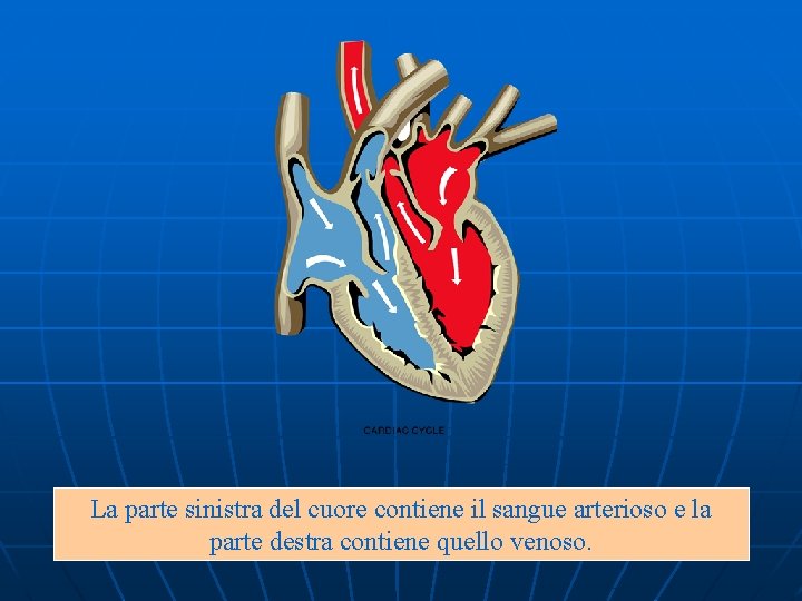 La parte sinistra del cuore contiene il sangue arterioso e la parte destra contiene