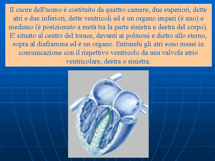 Il cuore dell'uomo è costituito da quattro camere, due superiori, dette atri e due