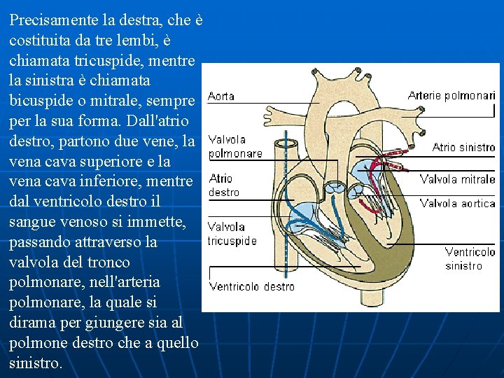 Precisamente la destra, che è costituita da tre lembi, è chiamata tricuspide, mentre la