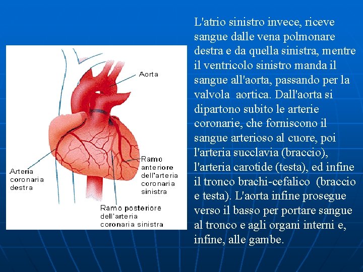 L'atrio sinistro invece, riceve sangue dalle vena polmonare destra e da quella sinistra, mentre