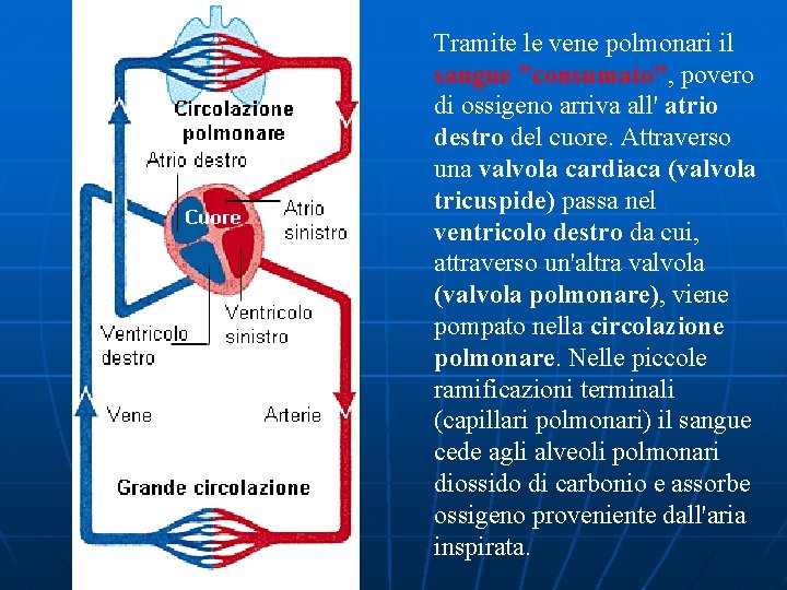 Tramite le vene polmonari il sangue "consumato", povero di ossigeno arriva all' atrio destro