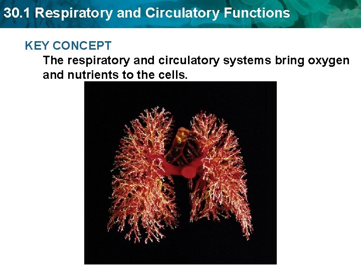 30. 1 Respiratory and Circulatory Functions KEY CONCEPT The respiratory and circulatory systems bring 30. 1 Respiratory and Circulatory Functions KEY CONCEPT The respiratory and circulatory systems bring
