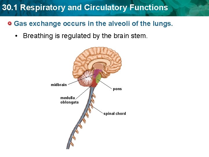 30. 1 Respiratory and Circulatory Functions Gas exchange occurs in the alveoli of the 30. 1 Respiratory and Circulatory Functions Gas exchange occurs in the alveoli of the