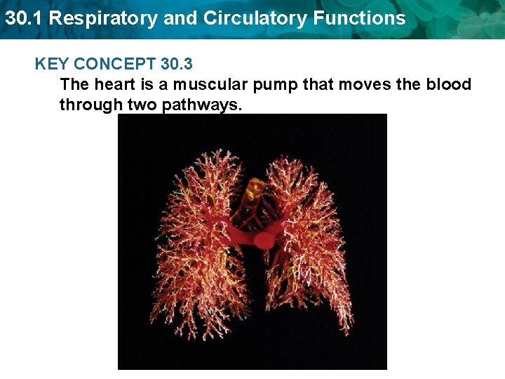 30. 1 Respiratory and Circulatory Functions KEY CONCEPT 30. 3 The heart is a 30. 1 Respiratory and Circulatory Functions KEY CONCEPT 30. 3 The heart is a