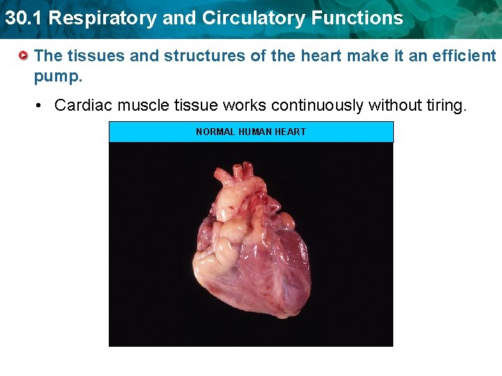 30. 1 Respiratory and Circulatory Functions The tissues and structures of the heart make 30. 1 Respiratory and Circulatory Functions The tissues and structures of the heart make
