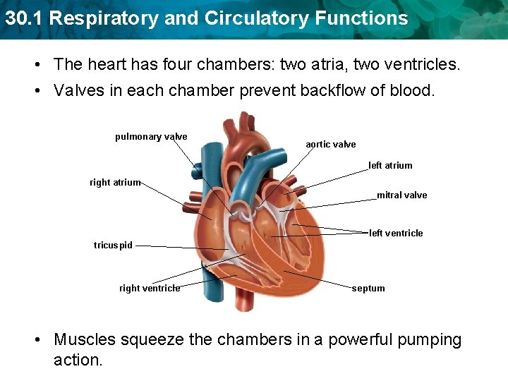30. 1 Respiratory and Circulatory Functions • The heart has four chambers: two atria, 30. 1 Respiratory and Circulatory Functions • The heart has four chambers: two atria,