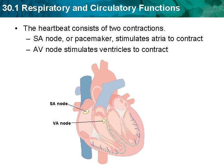 30. 1 Respiratory and Circulatory Functions • The heartbeat consists of two contractions. – 30. 1 Respiratory and Circulatory Functions • The heartbeat consists of two contractions. –