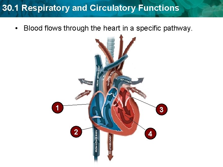 30. 1 Respiratory and Circulatory Functions • Blood flows through the heart in a 30. 1 Respiratory and Circulatory Functions • Blood flows through the heart in a