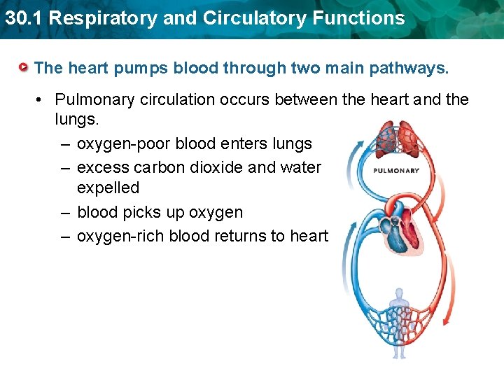 30. 1 Respiratory and Circulatory Functions The heart pumps blood through two main pathways. 30. 1 Respiratory and Circulatory Functions The heart pumps blood through two main pathways.
