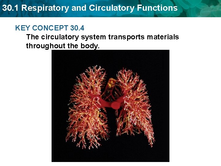 30. 1 Respiratory and Circulatory Functions KEY CONCEPT 30. 4 The circulatory system transports 30. 1 Respiratory and Circulatory Functions KEY CONCEPT 30. 4 The circulatory system transports