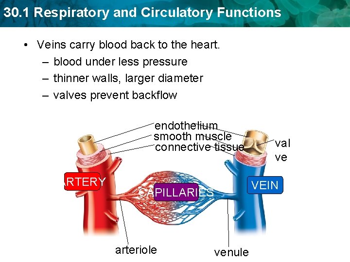 30. 1 Respiratory and Circulatory Functions • Veins carry blood back to the heart. 30. 1 Respiratory and Circulatory Functions • Veins carry blood back to the heart.