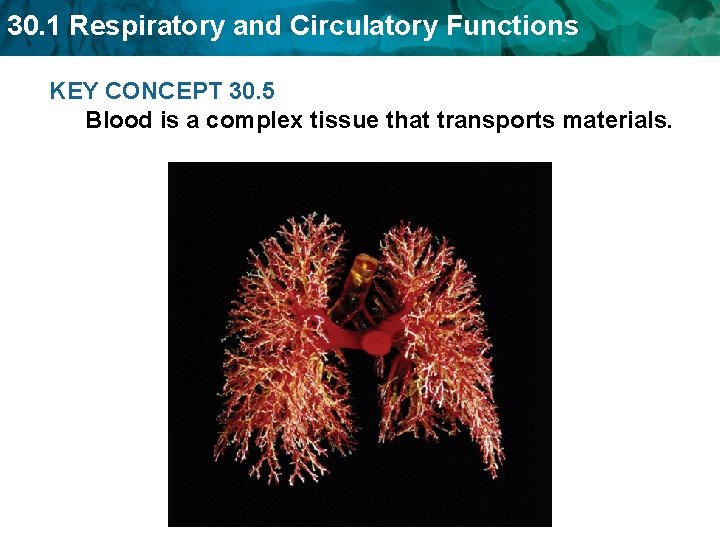 30. 1 Respiratory and Circulatory Functions KEY CONCEPT 30. 5 Blood is a complex 30. 1 Respiratory and Circulatory Functions KEY CONCEPT 30. 5 Blood is a complex