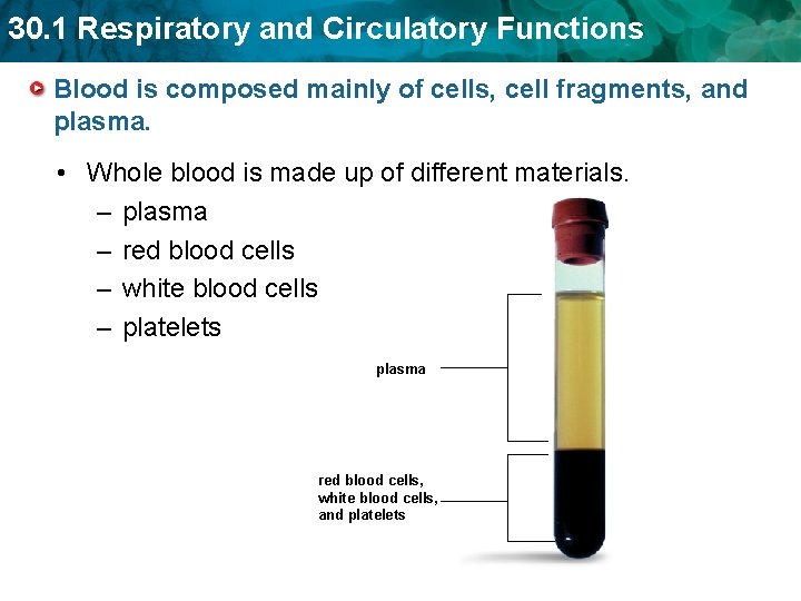 30. 1 Respiratory and Circulatory Functions Blood is composed mainly of cells, cell fragments, 30. 1 Respiratory and Circulatory Functions Blood is composed mainly of cells, cell fragments,