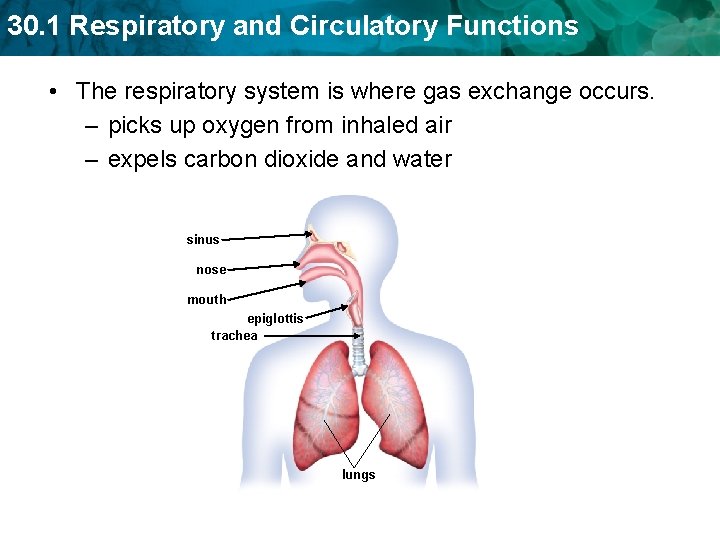 30. 1 Respiratory and Circulatory Functions • The respiratory system is where gas exchange 30. 1 Respiratory and Circulatory Functions • The respiratory system is where gas exchange