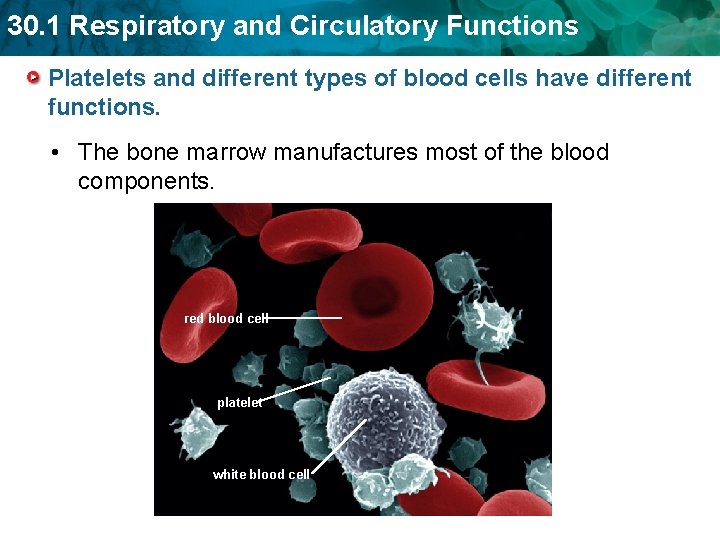 30. 1 Respiratory and Circulatory Functions Platelets and different types of blood cells have 30. 1 Respiratory and Circulatory Functions Platelets and different types of blood cells have