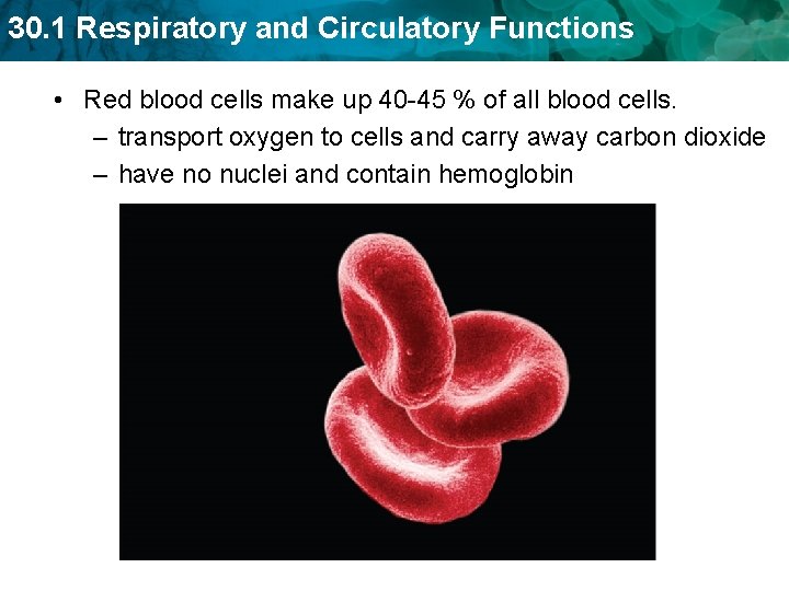 30. 1 Respiratory and Circulatory Functions • Red blood cells make up 40 -45 30. 1 Respiratory and Circulatory Functions • Red blood cells make up 40 -45