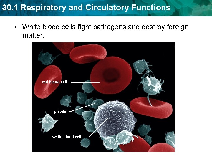 30. 1 Respiratory and Circulatory Functions • White blood cells fight pathogens and destroy 30. 1 Respiratory and Circulatory Functions • White blood cells fight pathogens and destroy