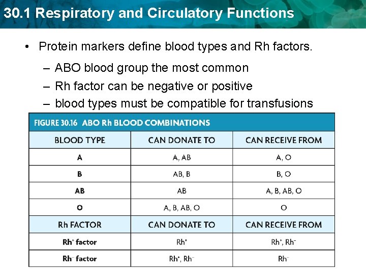 30. 1 Respiratory and Circulatory Functions • Protein markers define blood types and Rh 30. 1 Respiratory and Circulatory Functions • Protein markers define blood types and Rh