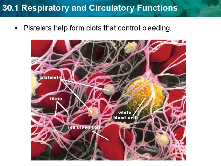 30. 1 Respiratory and Circulatory Functions • Platelets help form clots that control bleeding. 30. 1 Respiratory and Circulatory Functions • Platelets help form clots that control bleeding.