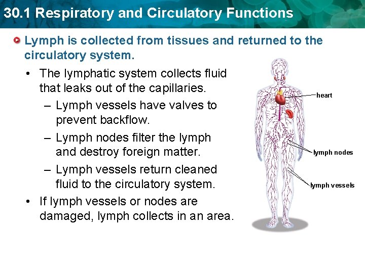 30. 1 Respiratory and Circulatory Functions Lymph is collected from tissues and returned to 30. 1 Respiratory and Circulatory Functions Lymph is collected from tissues and returned to