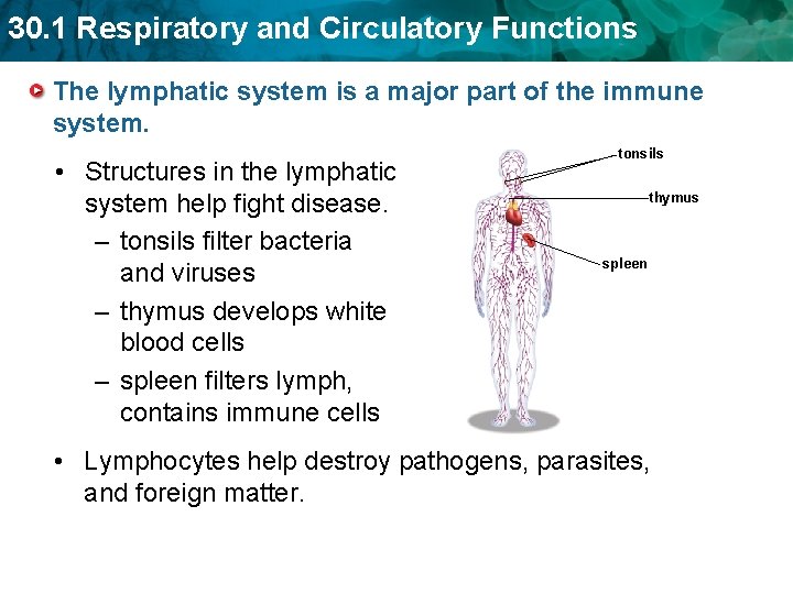 30. 1 Respiratory and Circulatory Functions The lymphatic system is a major part of 30. 1 Respiratory and Circulatory Functions The lymphatic system is a major part of