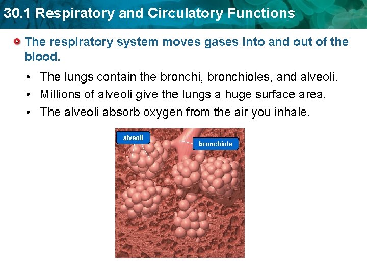 30. 1 Respiratory and Circulatory Functions The respiratory system moves gases into and out 30. 1 Respiratory and Circulatory Functions The respiratory system moves gases into and out