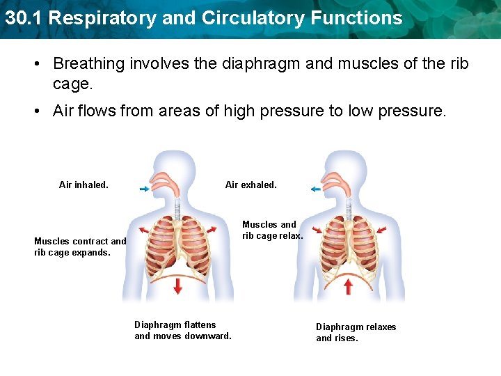 30. 1 Respiratory and Circulatory Functions • Breathing involves the diaphragm and muscles of 30. 1 Respiratory and Circulatory Functions • Breathing involves the diaphragm and muscles of